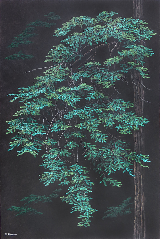 Redwood-tree-p